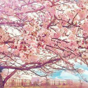 四个小萝莉被爆菊楠楠
